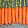 14293 Морковь, сорт Монанта.