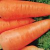 14298 Морковь, сорт Монанта.