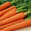14311 Морковь, сорт Катрин.