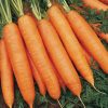 14322 Морковь, сорт Крофтон F1