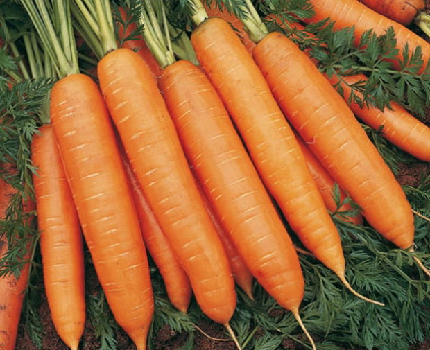 14322 Морковь, сорт Марион F1.