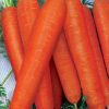 14325 Морковь, сорт Крофтон F1