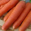 14330 Морковь, сорт Шантане Роял