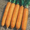 14333 Морковь, сорт Цидера