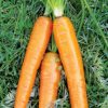 14345 Морковь, сорт Цидера