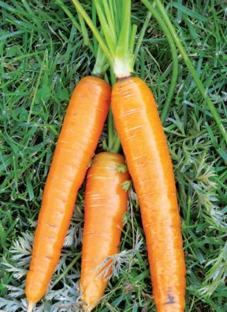 Морковь, сорт Олимпус