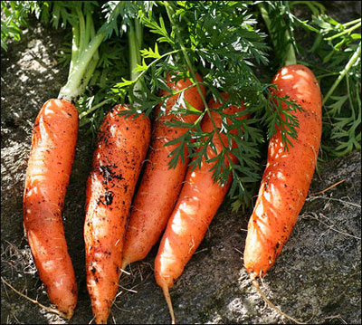 14353 Морковь, сорт Корина