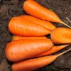 14356 Морковь, сорт Ранок F1