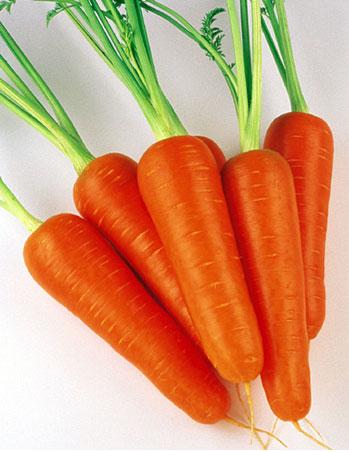 Морковь, сорт Виктория F1 (Victoria F1)