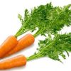 14362 Морковь, сорт Ступицька