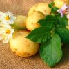 15135 Как защитить картофель от вырождения