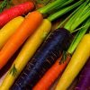 15154 Выращивание моркови