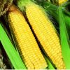 16180 Сахарная кукуруза — одна из доходных культур