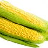 16186 Сахарная кукуруза — одна из доходных культур