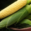 16193 Сахарная кукуруза — одна из доходных культур