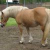 16919 Лошадь, порода Австралийский пони