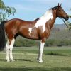 16924 Лошадь, порода Австралийская пастушья (Уолер)