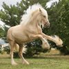 17494 Лошадь, порода Авелинская