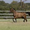 17498 Лошадь, порода Австралийская пастушья (Уолер)