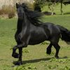 17497 Лошадь, порода Австралийская пастушья (Уолер)