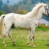 17506 Лошадь, порода Алтайская
