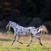 17505 Лошадь, порода Алтайская