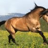 17510 Лошадь, порода Альтер-реал