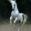 17525 Лошадь, порода Андалузская