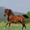 17523 Лошадь, порода Андалузская
