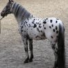 17529 Лошадь, порода Аппалуза