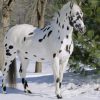 17530 Лошадь, порода Каспийская