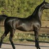 17534 Лошадь, порода Арабская или Аравийская