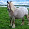 17539 Лошадь, порода Пони Коннемары