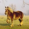 17542 Лошадь, порода Бельгийская