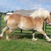 17541 Лошадь, порода Бельгийская