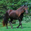 17546 Лошадь, порода Клейдесдаль