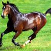 17552 Лошадь, порода Каспийская