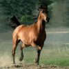 17553 Лошадь, порода Голштинец