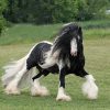 17576 Лошадь, порода Клейдесдаль