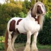 17574 Лошадь, порода Клейдесдаль
