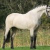 17581 Лошадь, порода Пони Коннемары