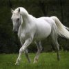 17591 Лошадь, порода Голландская теплокровная