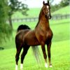17597 Лошадь, порода Ирландская спортивная