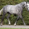 17623 Лошадь, порода Ирландская спортивная
