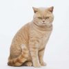18467 Кошка, порода Британская длинношерстная (Хайлендер)