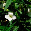 18562 Растение Адонис весенний