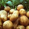 20032 Вырождение картофеля и как его избежать