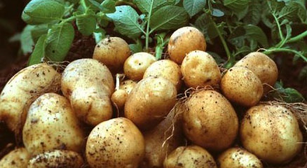 Вырождение картофеля и как его избежать