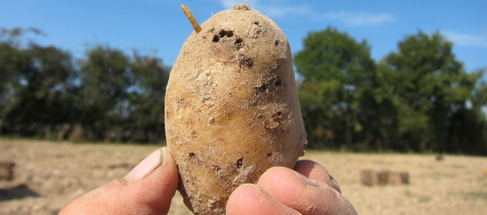 Проволочник на картофеле