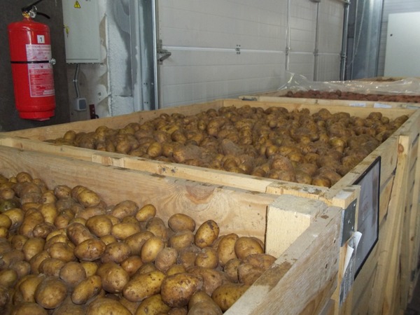 20078 Хранение картофеля